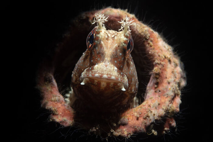 Starry Blenny’s Peek-a-Boo