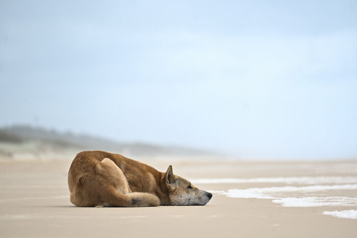 Dingo Waiting for Who Knows What