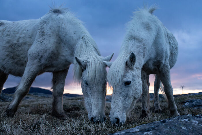 Scottish Ponies’ Free-Roaming Squad