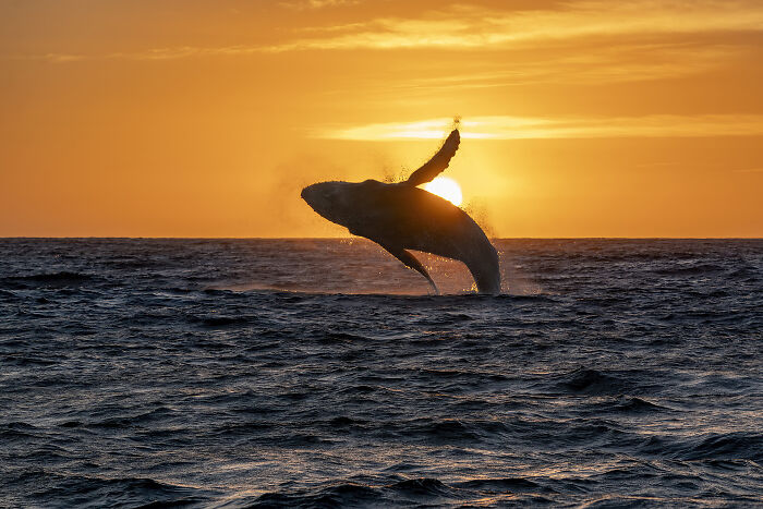 Golden Whale Making a Splash