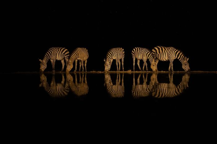 Zebra Nightlife Snap