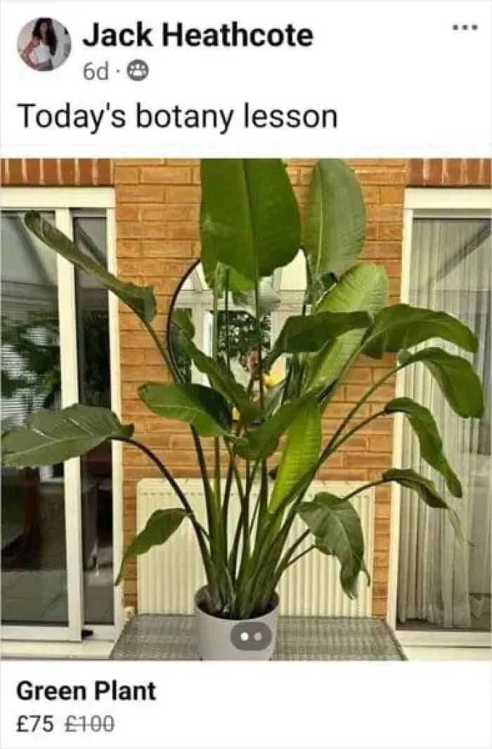 Wait, People Actually Sold This Stuff on Facebook Marketplace?!