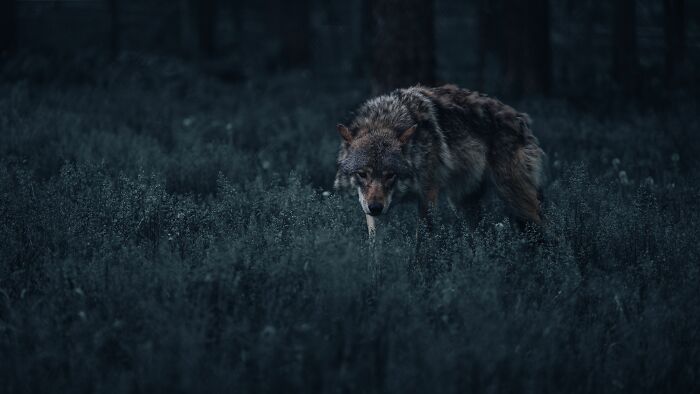 Let's Dive Into the Spookiest Folklore of North America!