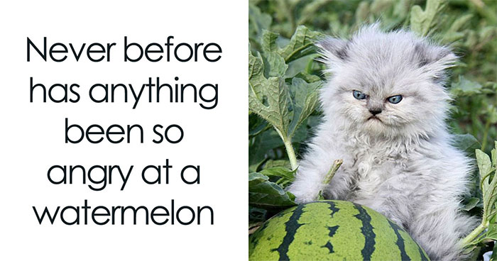 30 Cat Memes That’ll Totally Nail Your Cat-Life Experience