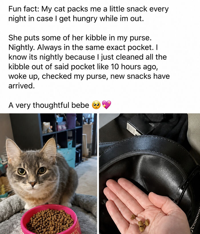 30 Cat Memes That’ll Totally Nail Your Cat-Life Experience