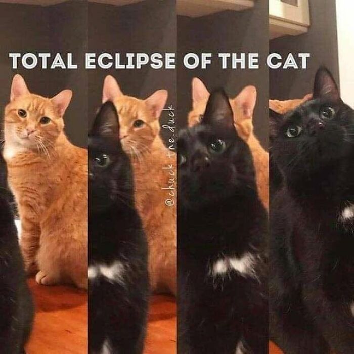 30 Cat Memes That’ll Totally Nail Your Cat-Life Experience