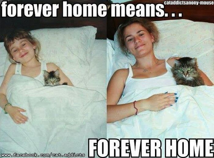 30 Cat Memes That’ll Totally Nail Your Cat-Life Experience