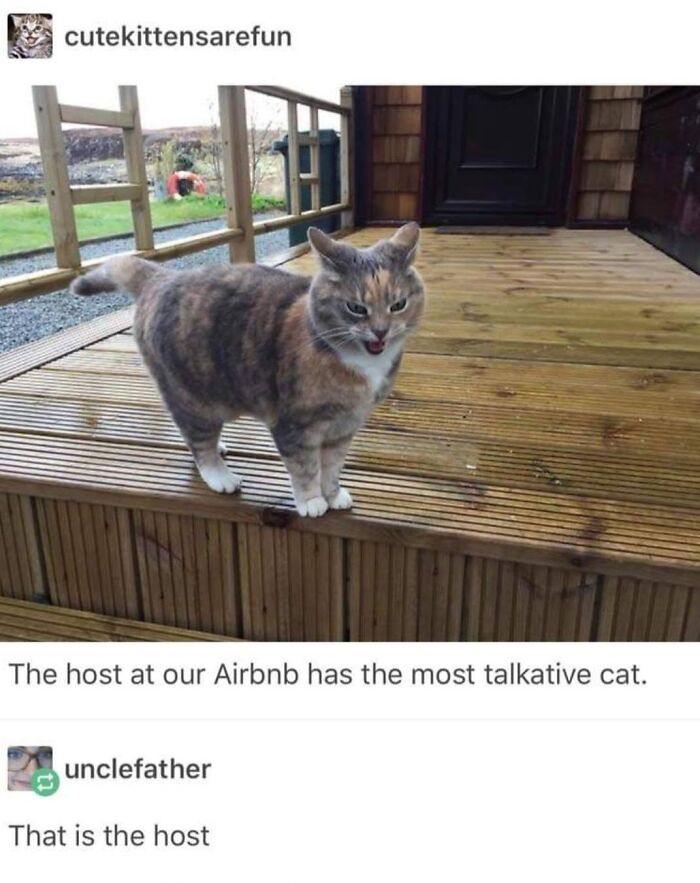 30 Cat Memes That’ll Totally Nail Your Cat-Life Experience