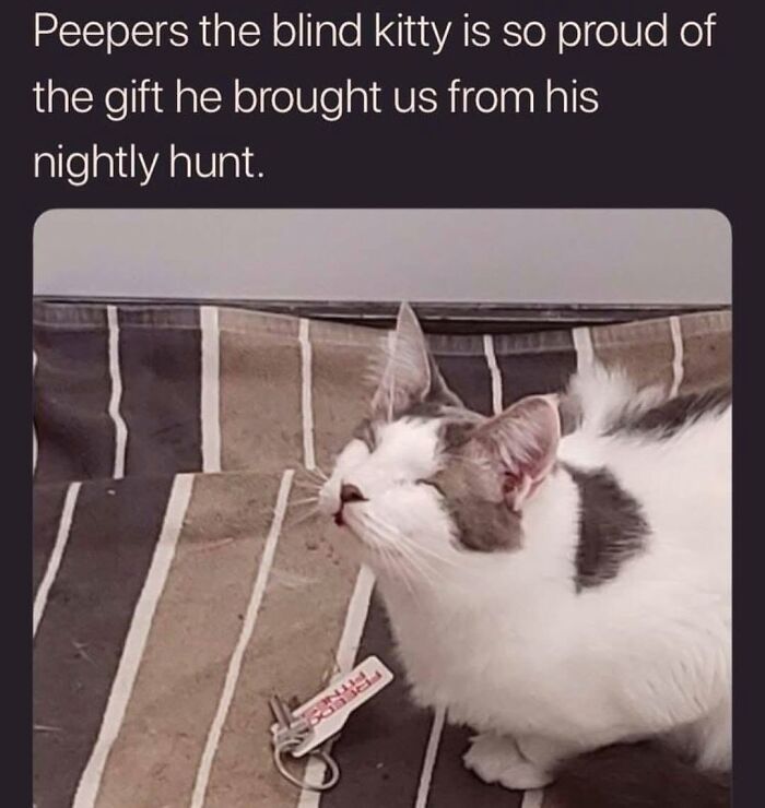30 Cat Memes That’ll Totally Nail Your Cat-Life Experience