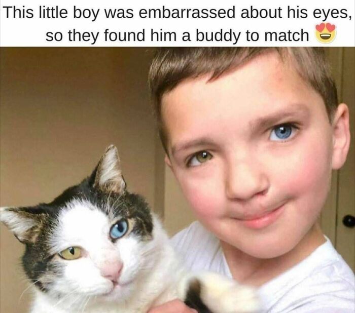 30 Cat Memes That’ll Totally Nail Your Cat-Life Experience