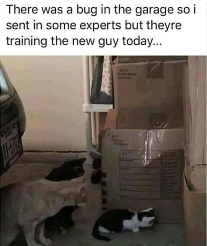 30 Cat Memes That’ll Totally Nail Your Cat-Life Experience
