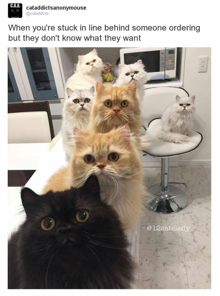 30 Cat Memes That’ll Totally Nail Your Cat-Life Experience