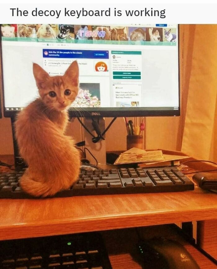 30 Cat Memes That’ll Totally Nail Your Cat-Life Experience
