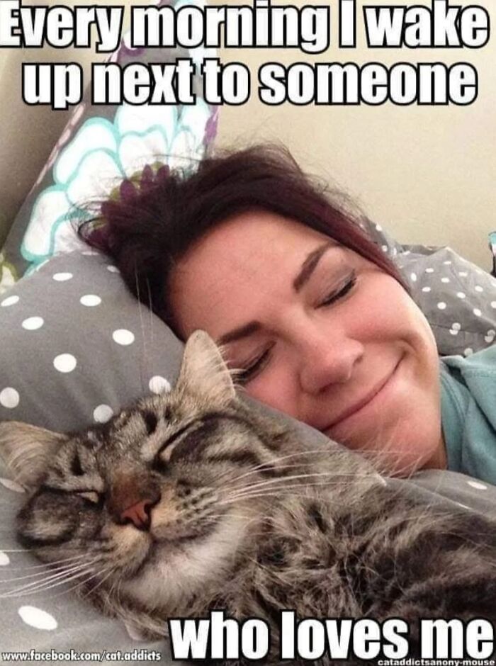 30 Cat Memes That’ll Totally Nail Your Cat-Life Experience