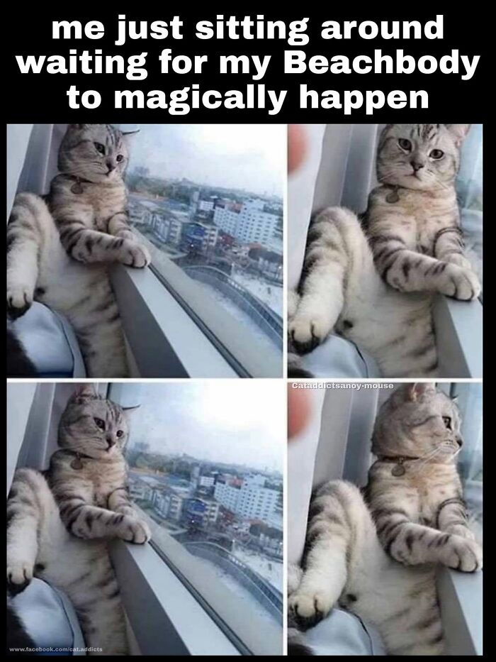 30 Cat Memes That’ll Totally Nail Your Cat-Life Experience