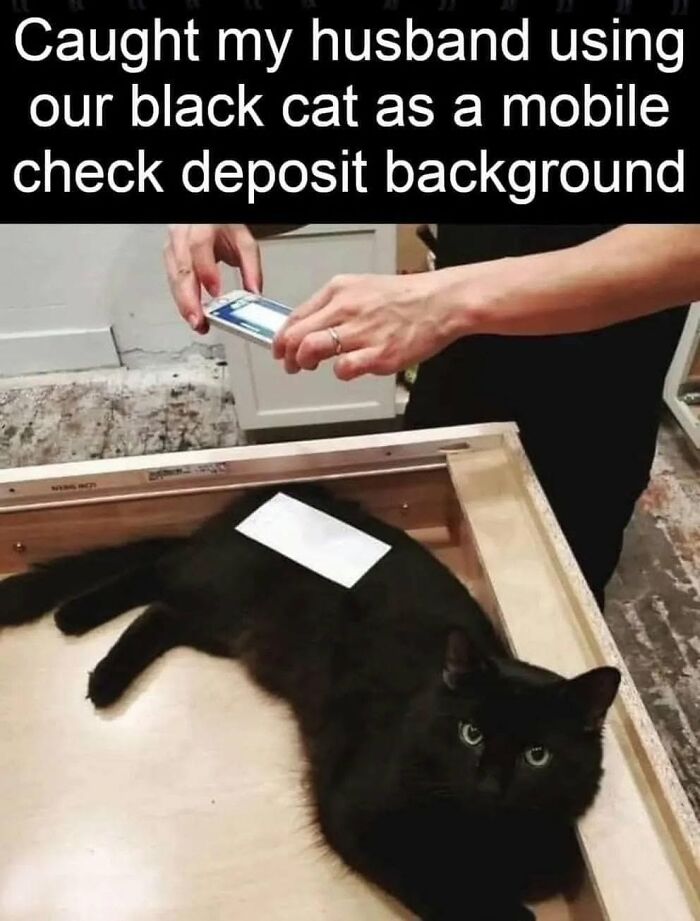 30 Cat Memes That’ll Totally Nail Your Cat-Life Experience