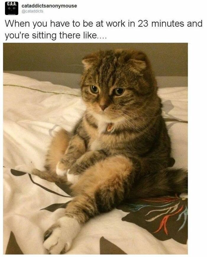 30 Cat Memes That’ll Totally Nail Your Cat-Life Experience
