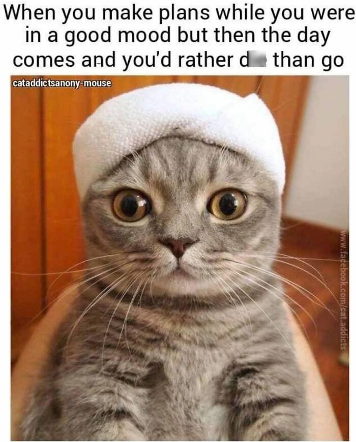30 Cat Memes That’ll Totally Nail Your Cat-Life Experience