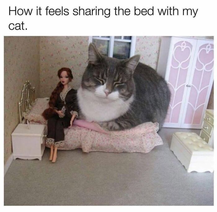 30 Cat Memes That’ll Totally Nail Your Cat-Life Experience