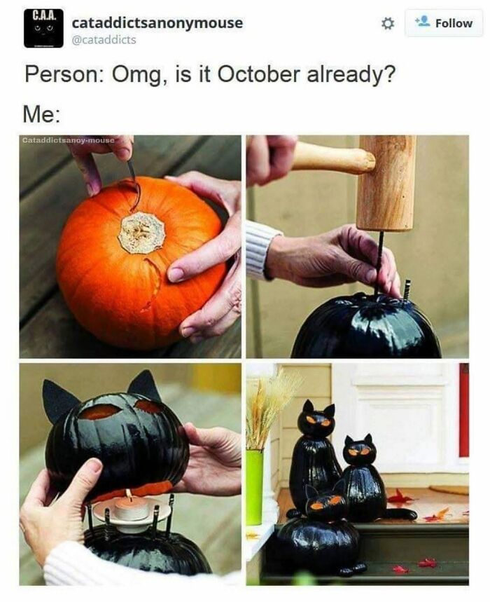 30 Cat Memes That’ll Totally Nail Your Cat-Life Experience