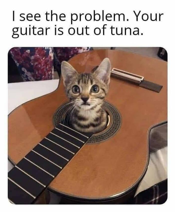 30 Cat Memes That’ll Totally Nail Your Cat-Life Experience
