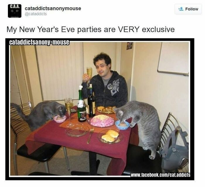 30 Cat Memes That’ll Totally Nail Your Cat-Life Experience