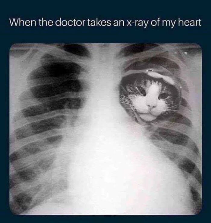 30 Cat Memes That’ll Totally Nail Your Cat-Life Experience
