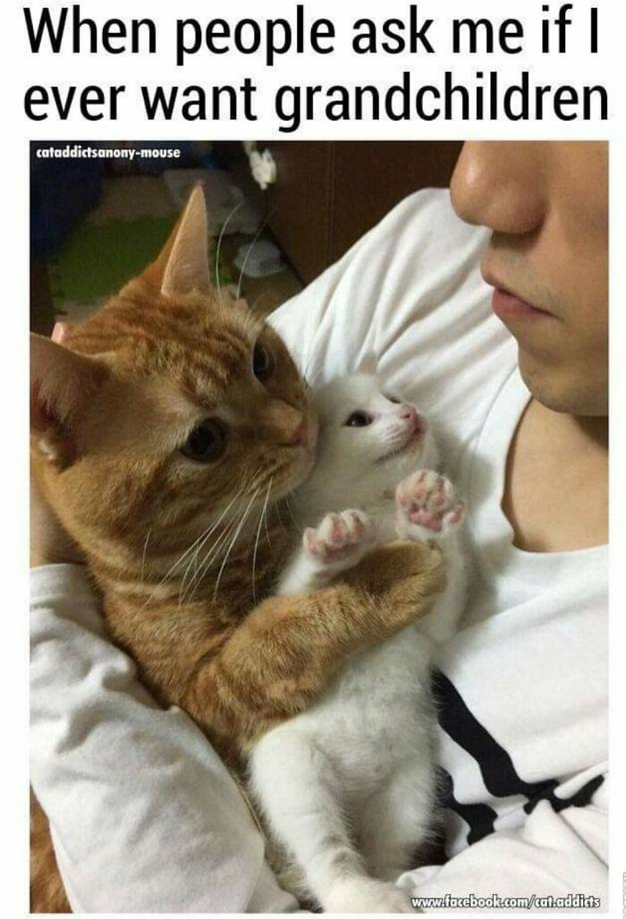 30 Cat Memes That’ll Totally Nail Your Cat-Life Experience