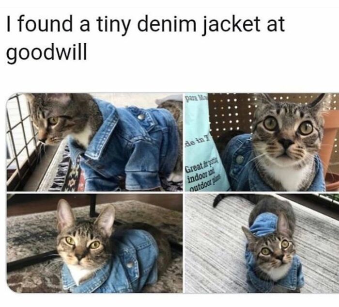 30 Cat Memes That’ll Totally Nail Your Cat-Life Experience