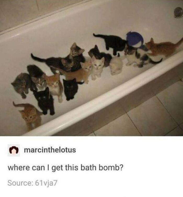 30 Cat Memes That’ll Totally Nail Your Cat-Life Experience