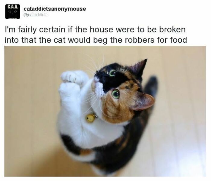 30 Cat Memes That’ll Totally Nail Your Cat-Life Experience