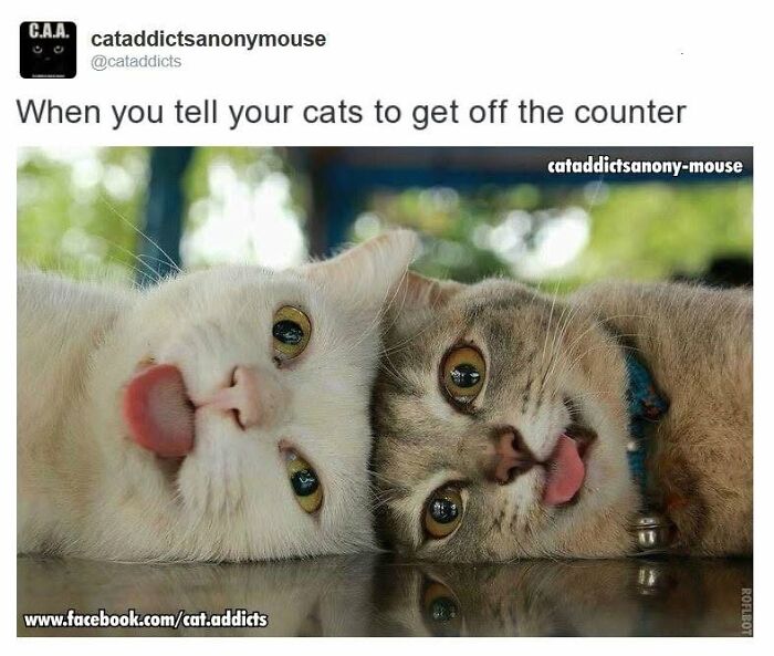 30 Cat Memes That’ll Totally Nail Your Cat-Life Experience