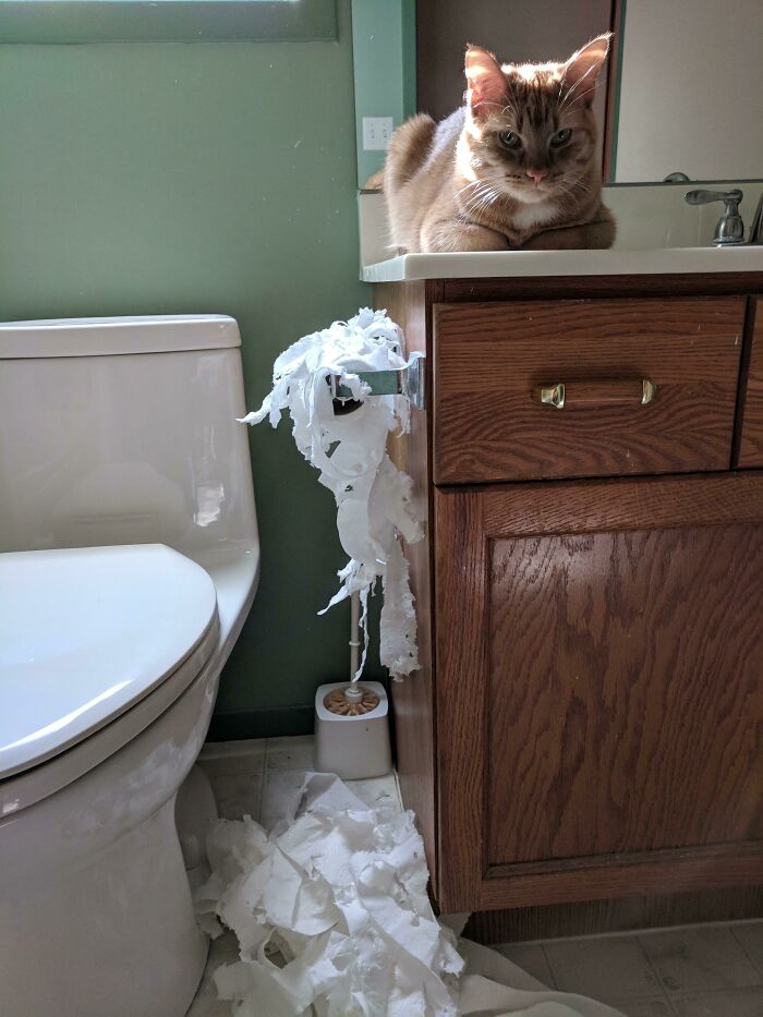 Locked Cat in Bathroom—Epic Pet Revenge