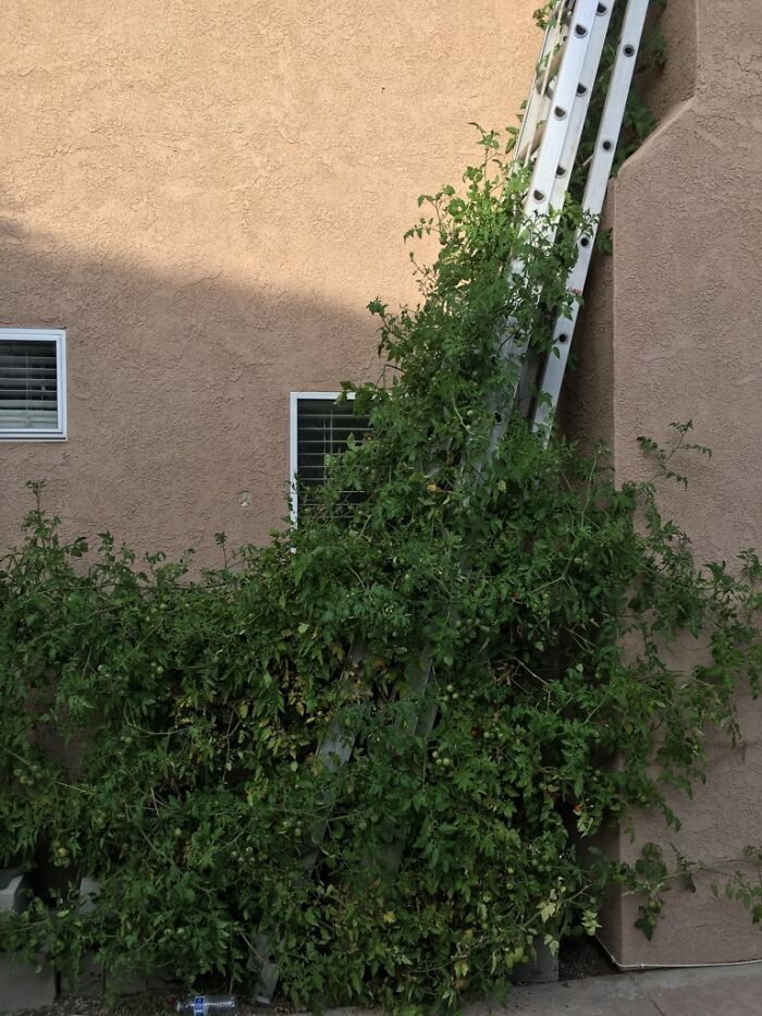 Tomato Compost Revenge? Yes, Please.