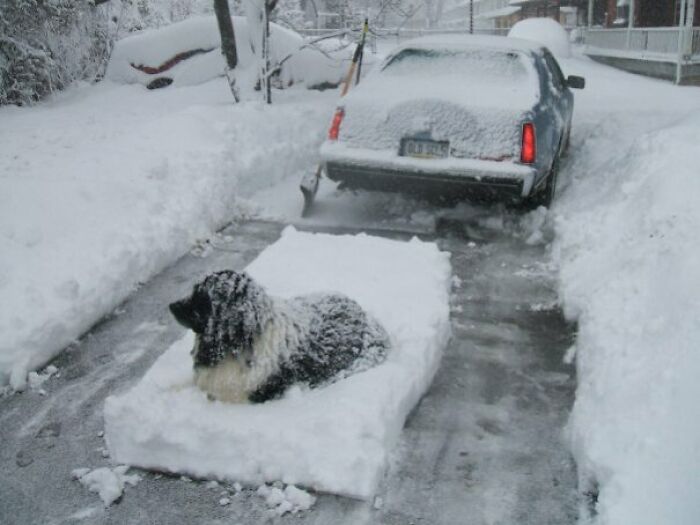 Newfie Revenge Is Real and Hilarious
