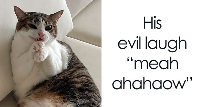 78 Animal Memes So Funny You’ll Want to Hug Your Screen