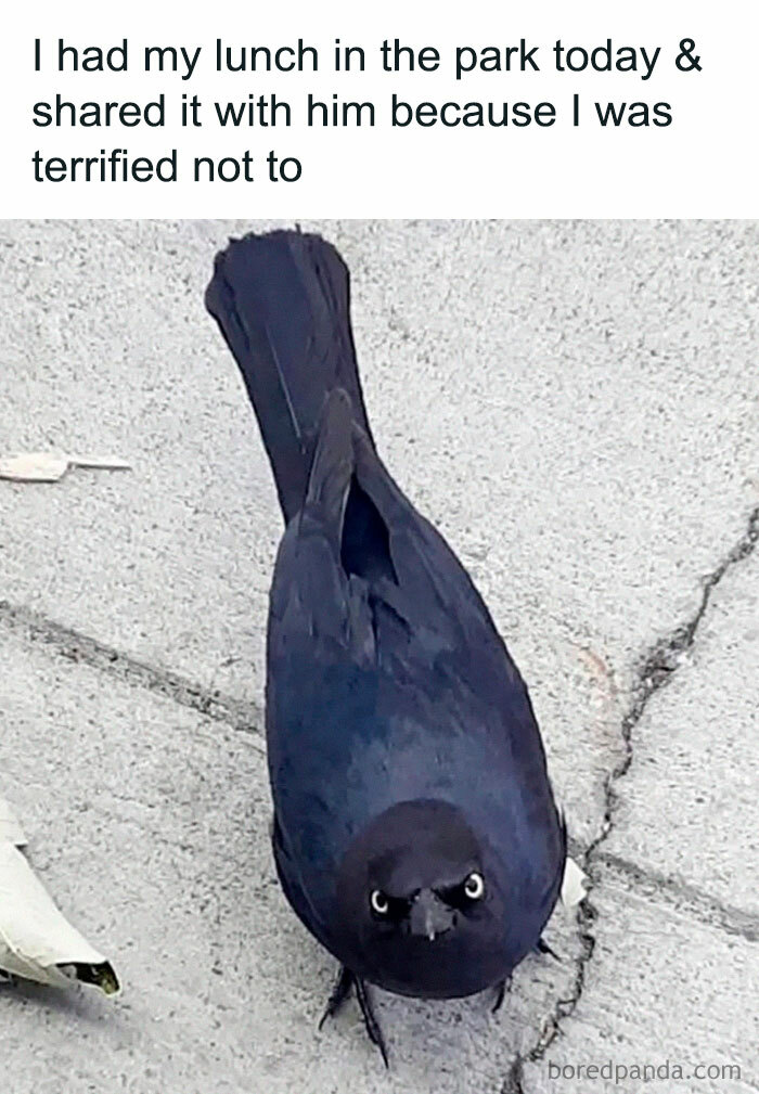 78 Animal Memes So Funny You'll Want to Hug Your Screen