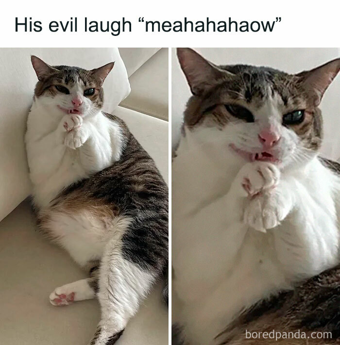 78 Animal Memes So Funny You'll Want to Hug Your Screen
