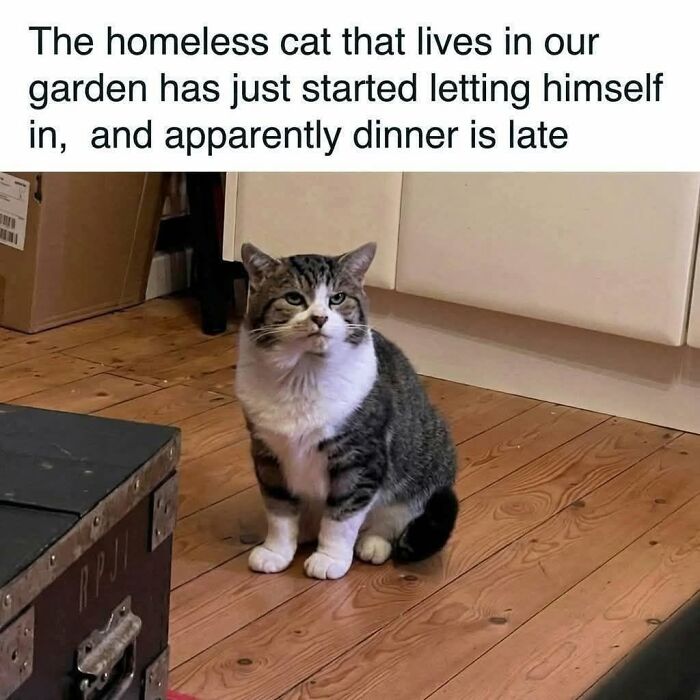 78 Animal Memes So Funny You'll Want to Hug Your Screen