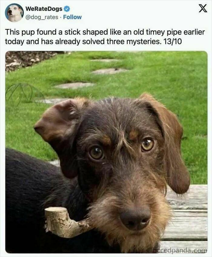 78 Animal Memes So Funny You'll Want to Hug Your Screen