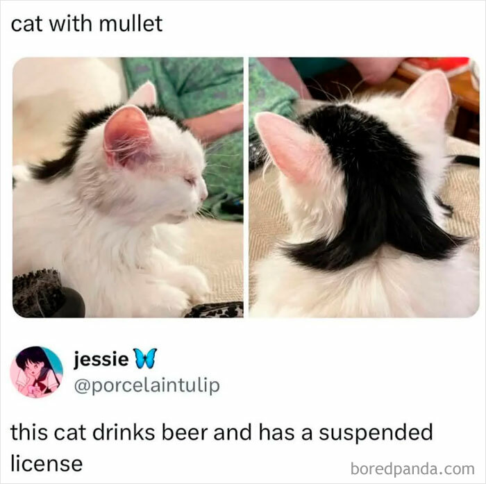 78 Animal Memes So Funny You'll Want to Hug Your Screen