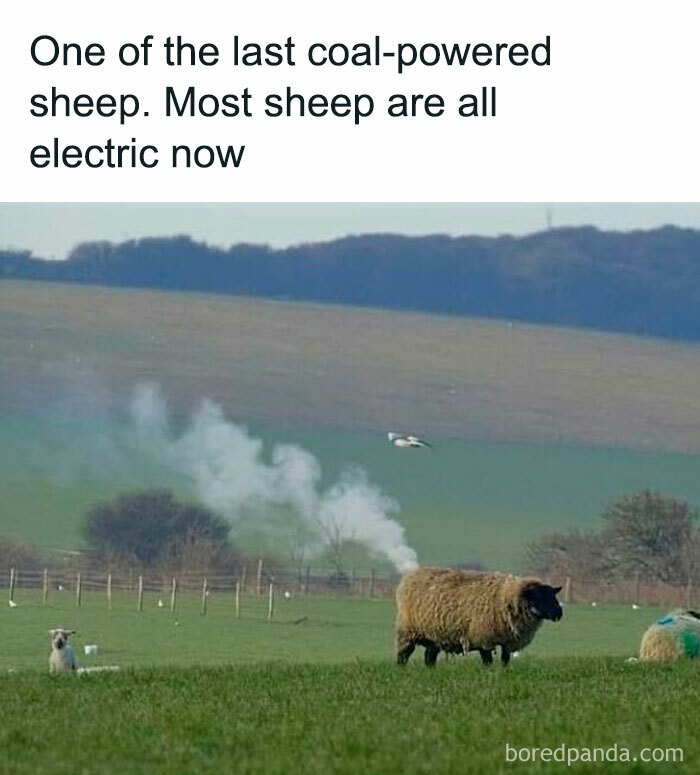 78 Animal Memes So Funny You'll Want to Hug Your Screen