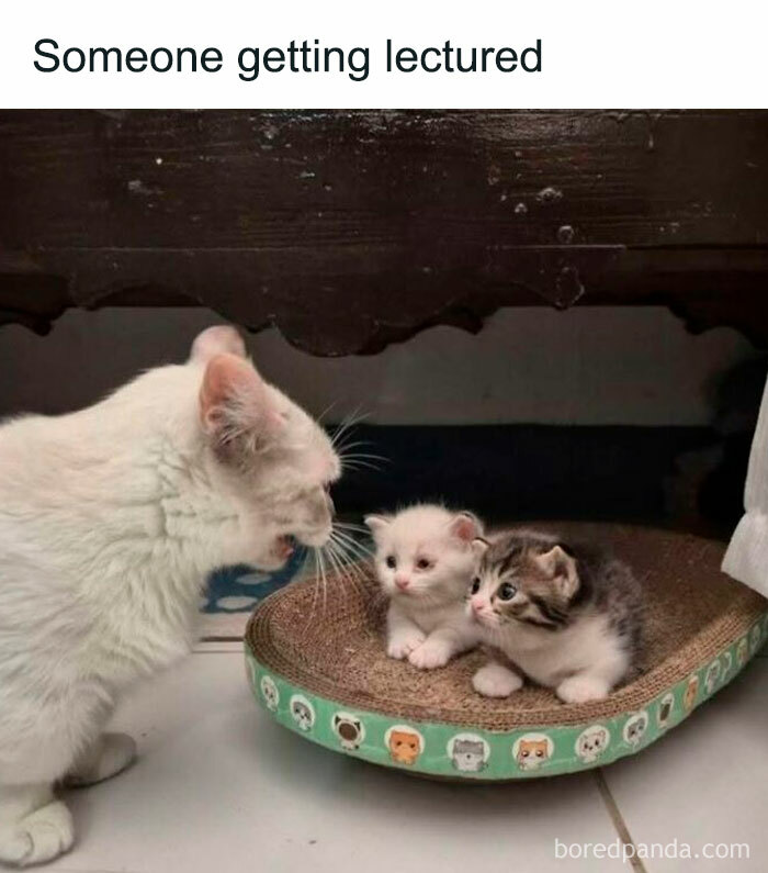 78 Animal Memes So Funny You'll Want to Hug Your Screen