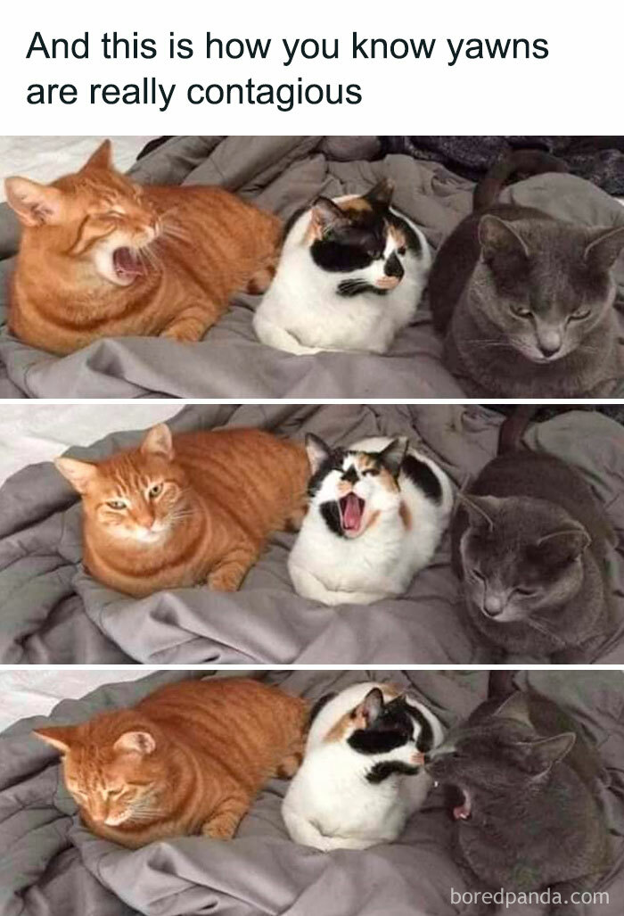 78 Animal Memes So Funny You'll Want to Hug Your Screen