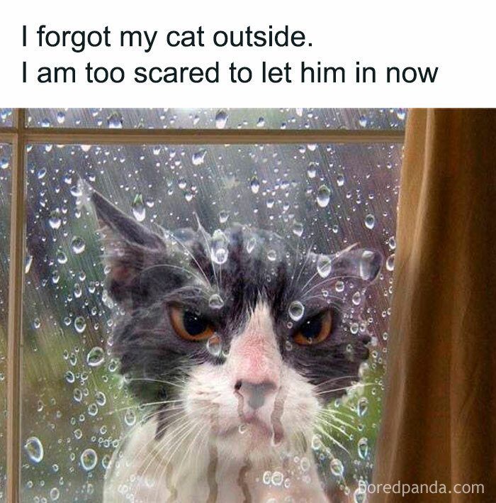 78 Animal Memes So Funny You'll Want to Hug Your Screen