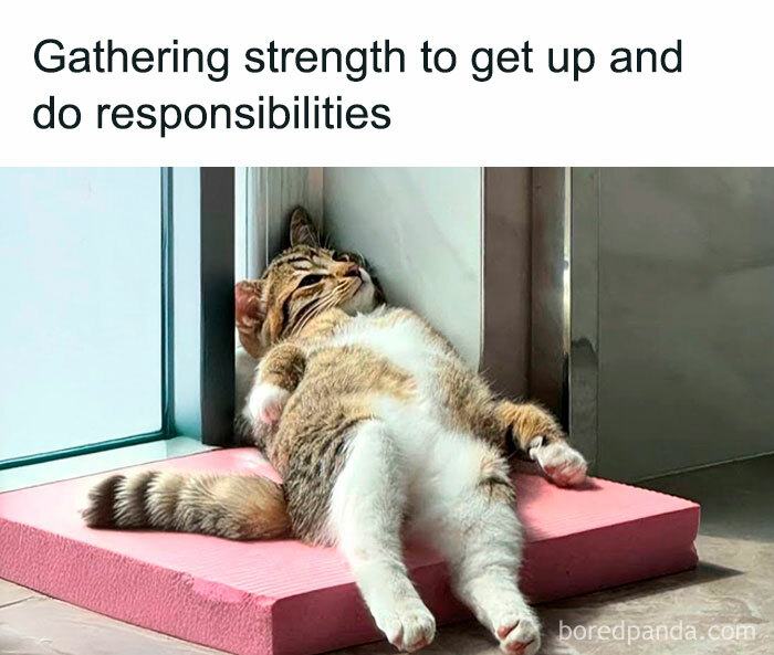 78 Animal Memes So Funny You'll Want to Hug Your Screen