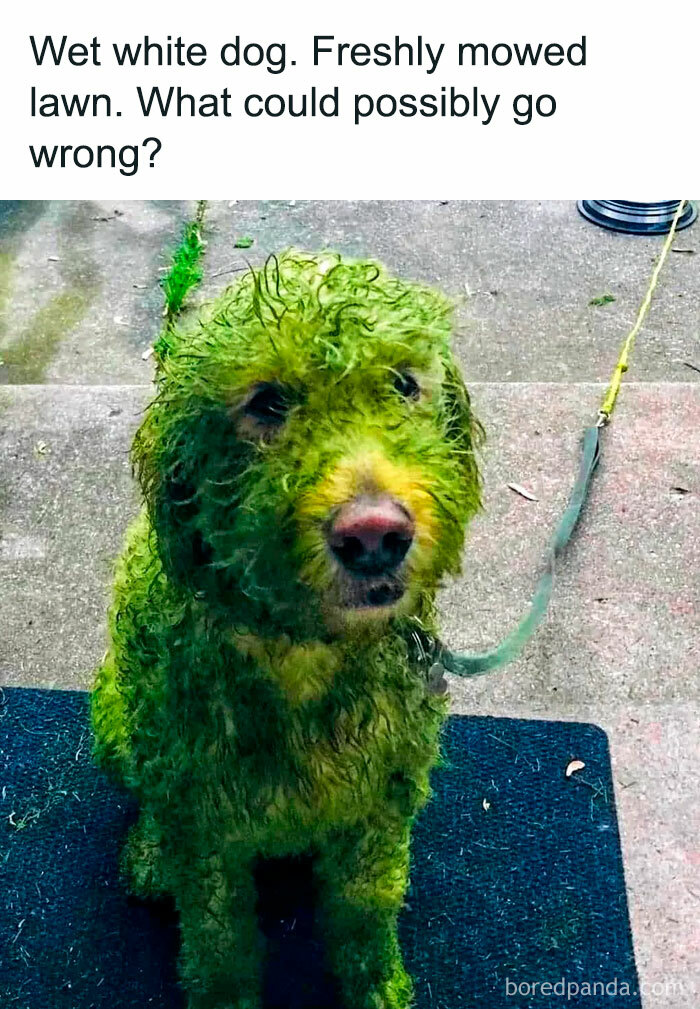 78 Animal Memes So Funny You'll Want to Hug Your Screen