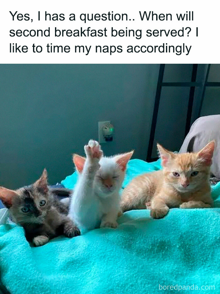 78 Animal Memes So Funny You'll Want to Hug Your Screen