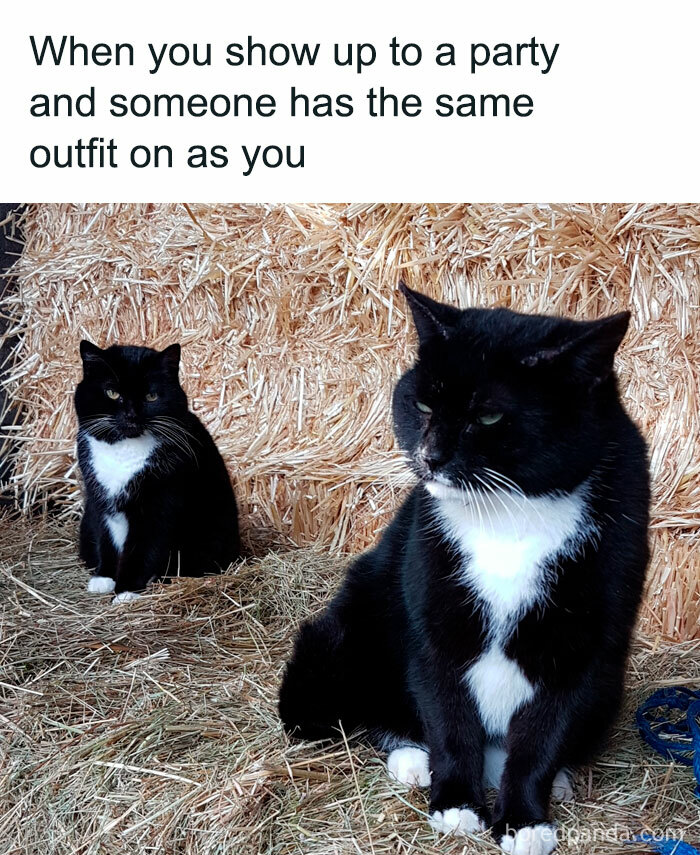 78 Animal Memes So Funny You'll Want to Hug Your Screen