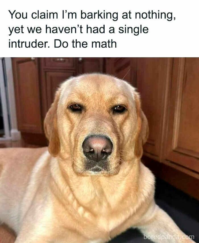 78 Animal Memes So Funny You'll Want to Hug Your Screen
